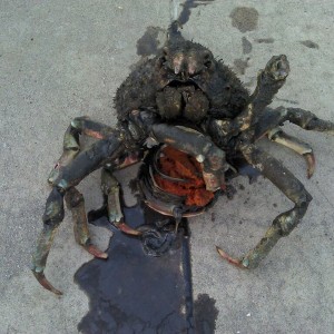 Crabs in long beach
