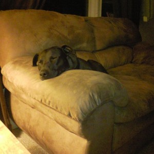 my lazy mutt Zeus