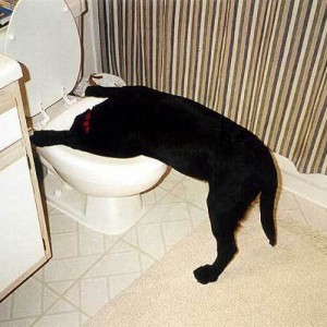 Doggy Hangover