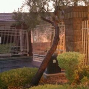 Lol tree broke in the storm and is blocking my gate at my housing complex f