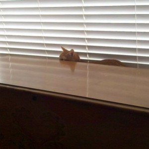 Ninja cat.