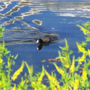 IMG_0423a