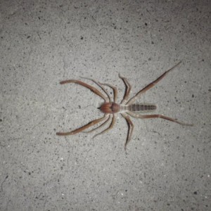 windscorpion