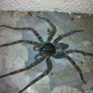 spider2