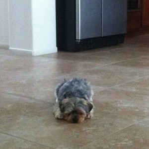 Lazy summer
