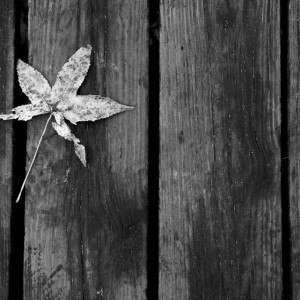 BW Leaf On Bridge