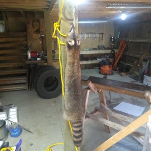 1stcoon