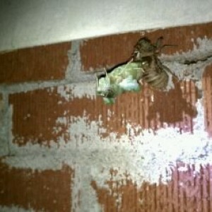 Cicada turning into a moth......thought it was pretty cool.