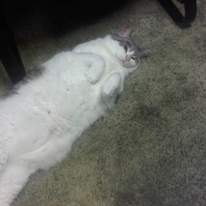 Fat Cat