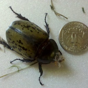 beetle