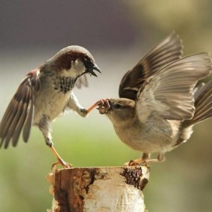 stfu1