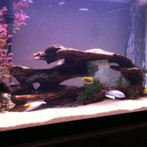 Their new home. 2 oscars 3 lemons 2 red zebras 1 cobalt (the king of the lo