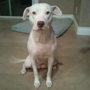Halo says nothing, she just wags the tail!