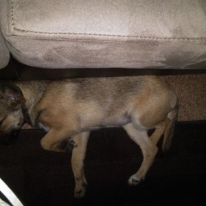 Mayday says keep the noise down,she's sleepin :laugh: