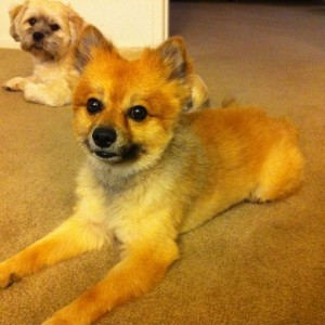 "Did I just hear you pull out the pupparoni bag??"