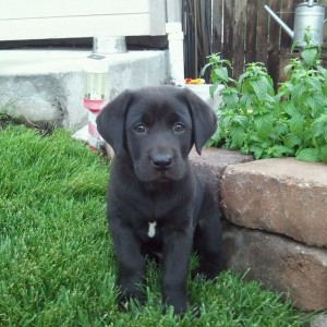 Gunner says what's up!