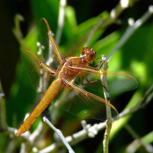 Bugly
