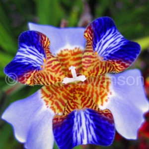 Nayara_Flower_01