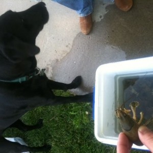Skin diving for crawdad