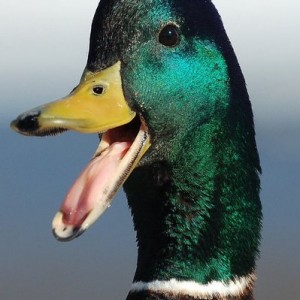 duck