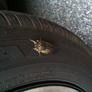 Apparently the cicada wants be the police today