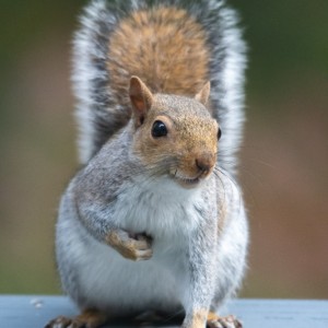 Back Deck Squirrel