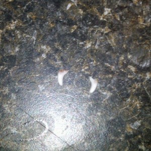 Pup is losing her baby teeth :laugh:
