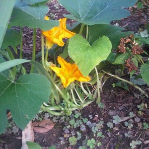 Found these two in my garden this morning. Pumpkin Flower! Only blooms for 