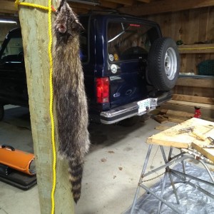 Coon Hanging
