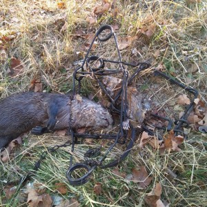 Otter 330