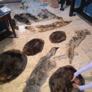 Tanned Furs