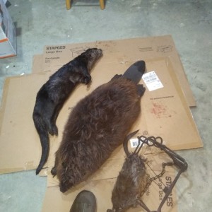 Days Catch