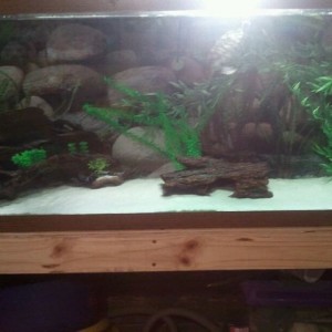 My fish tank