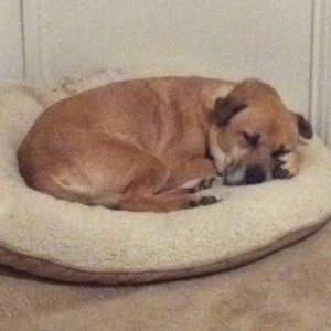 Sleepy pup