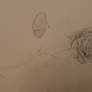 rose1