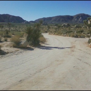 joshua tree np