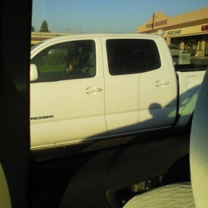 Cutie in a tacoma