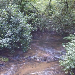 Trout fishing