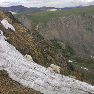 Raced a mtn goat. Lost.