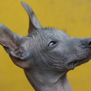 hairlessdog