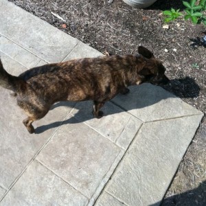This dog showed up at my house sometime last night. Very sweet dog