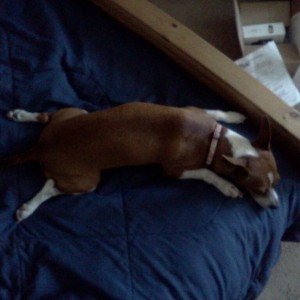 lazy ass
