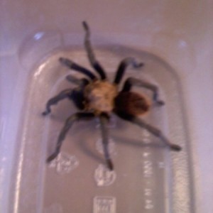 Stop what? Oh. Stop quoting this spider..?