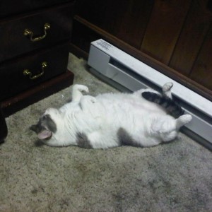 How my cat sleeps... :der: