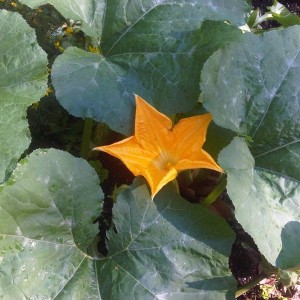 Pumpkin Flower! :cool: