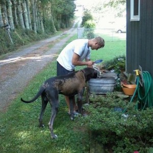 My neighbors horse