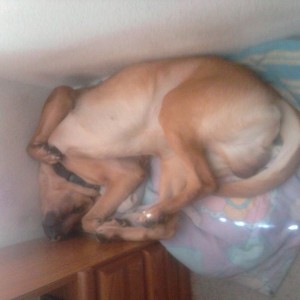 He always sleeps on his back and he loves to cram himself into that corner