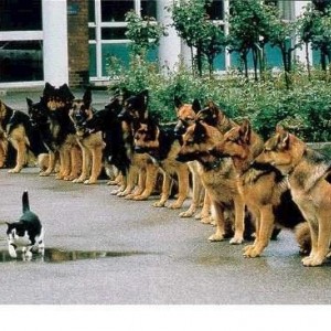 living_dangerously