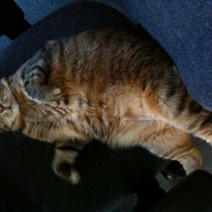 One fat cat!