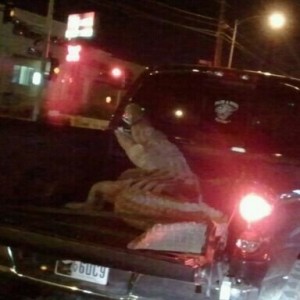 Gator in vegas?